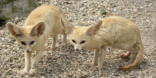 Fennec Fox