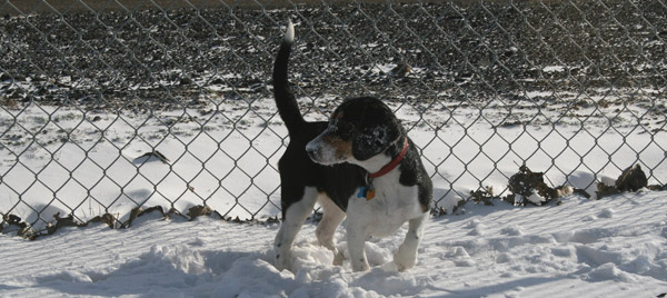 Flagpole tail dog