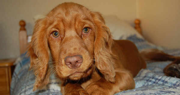 Folded ear dog