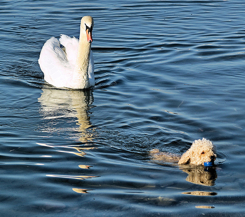 Dog swimming with swan chasing