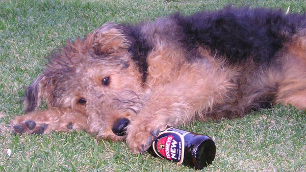 cute and funny dogs pictures. Dog with a beer bottle