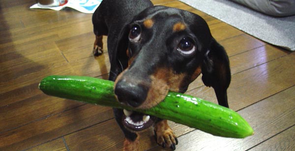 Dog with a toy