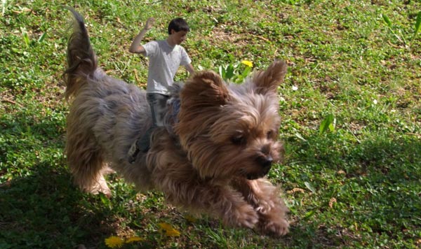 Photoshop of kid riding a dog