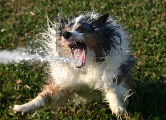 Dog attacking hose spray