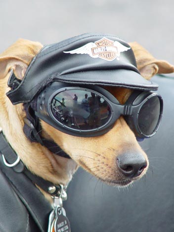 Dog dressed like a biker