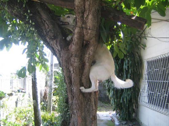 Dog climbing a tree