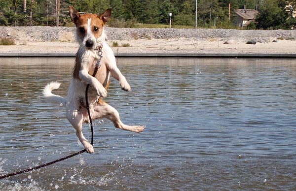 Dog jumping into the water