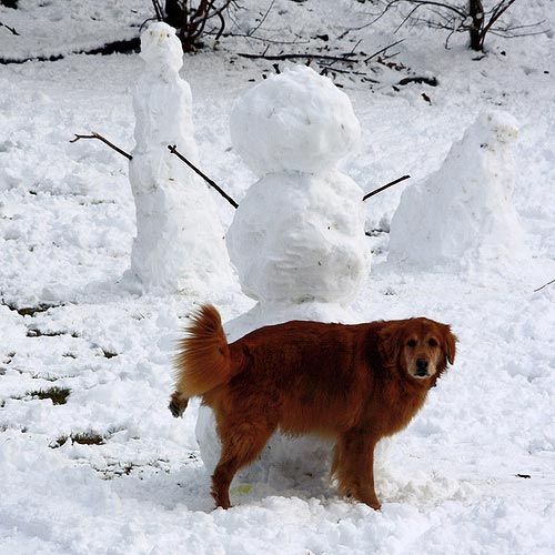 Dog Vs. Snowman