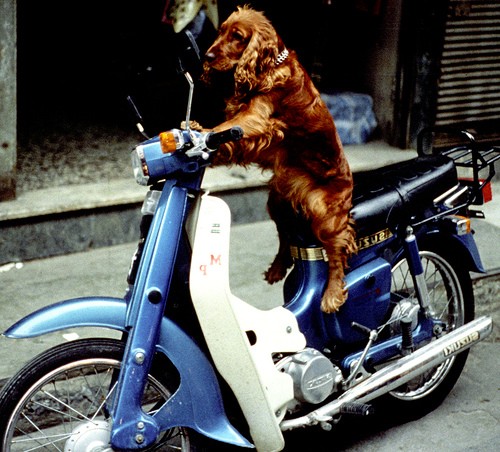 Dog on a motorbike