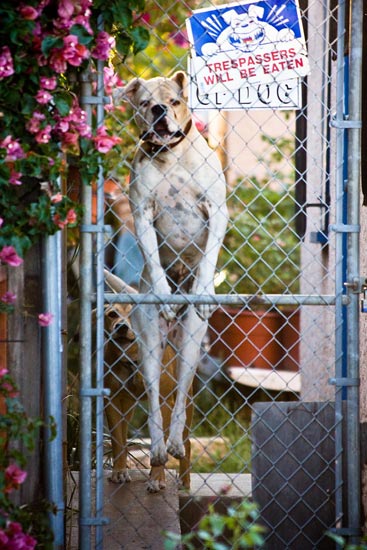 Dog jumping