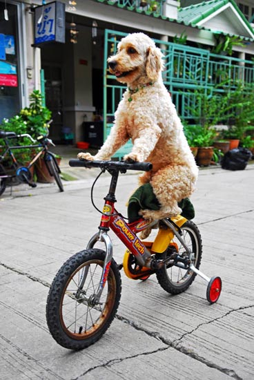 Dog on a bike