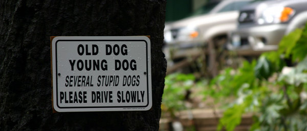 Funny Dog Signs