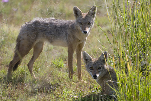 Golden Jackal