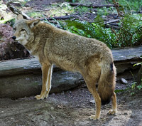 Gray Wolf Gray Wolf