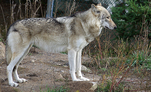 Gray Wolf