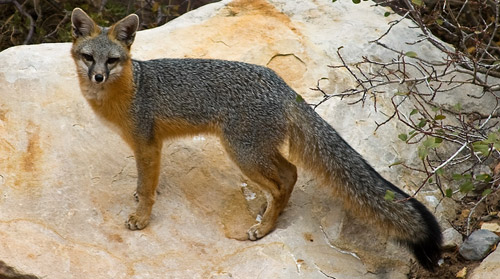 Grey Fox