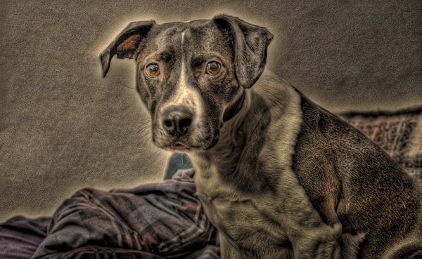 HDR Dog