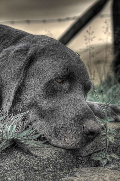 HDR Dog