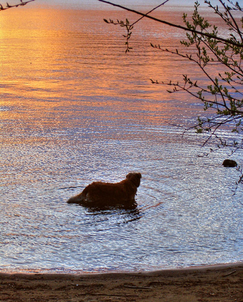 HDR Dog