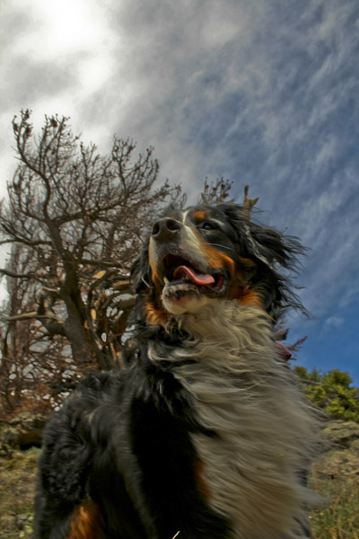 HDR Dog