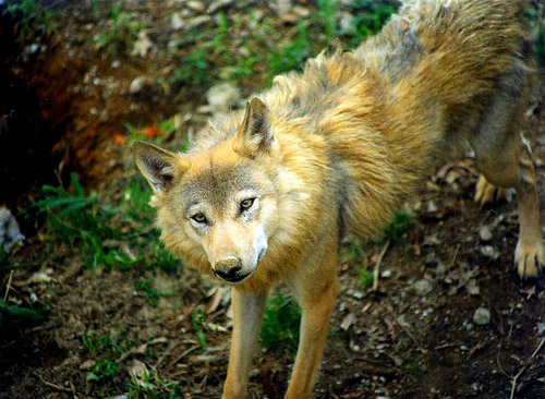 Himalayan Wolf