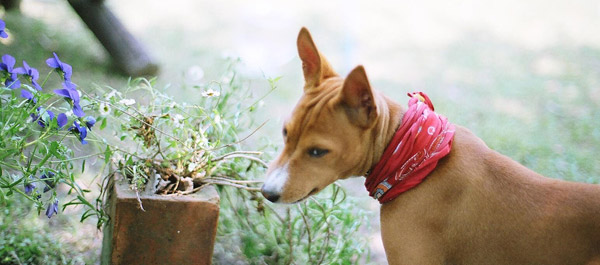 Hooded ear dog