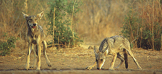 Indian Wolf