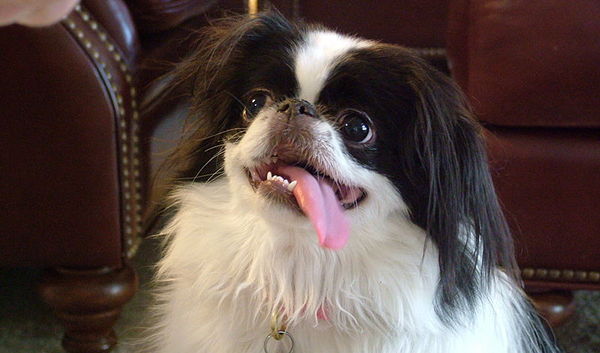 Japanese Chin