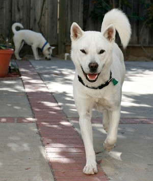 Kishu Inu