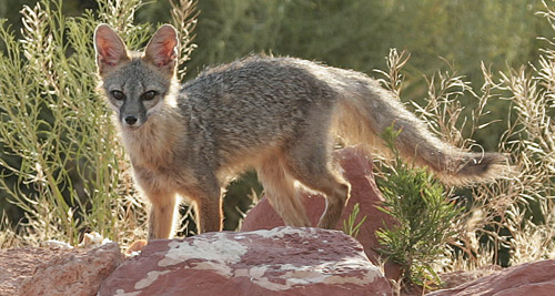 Kit Fox