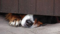 Dogs in the Kitchen