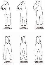 Dog Leg Terminology Chart