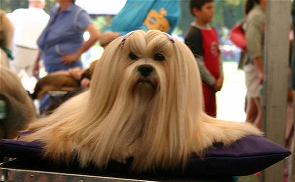 Lhasa Apso