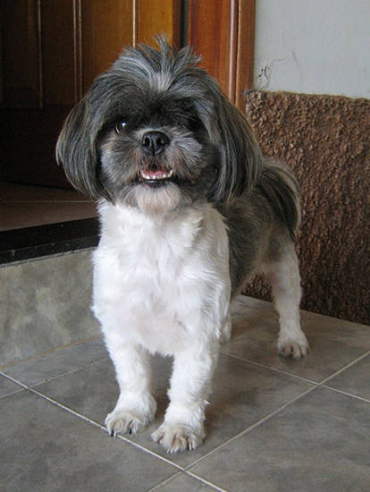 Lhasa Apso