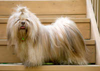 Lhasa Apso