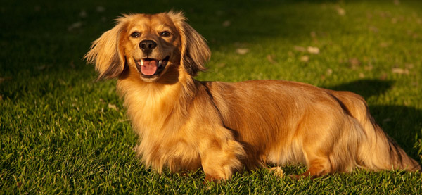 Long-haired coat dog