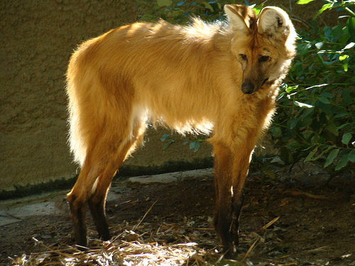 Maned Wolf