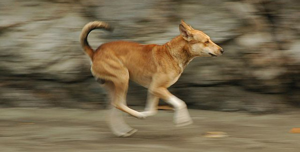 Dog in Motion