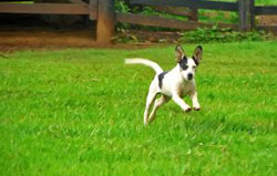 Running Dog