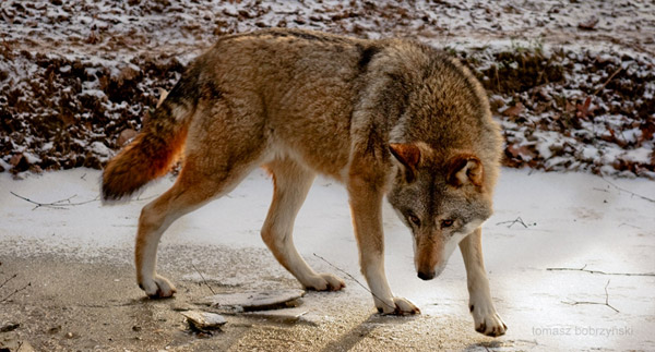 Natural tail dog