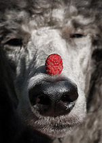 Dog with a raspberry balanced on its nose