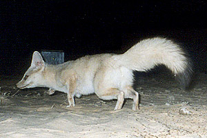 Pale Fox