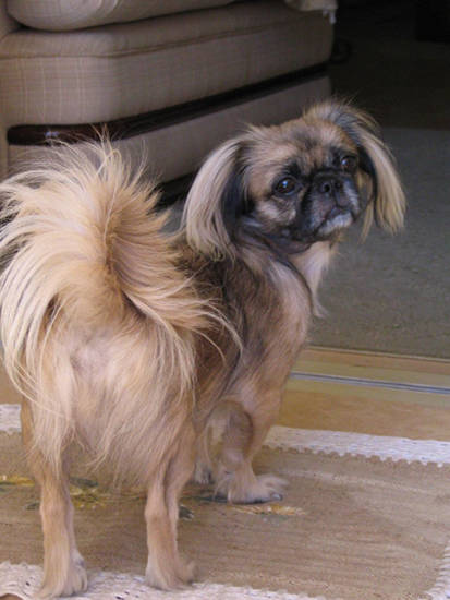 Pekingese