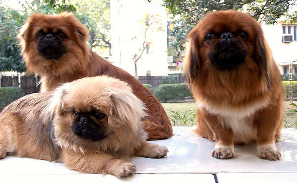 Pekingese