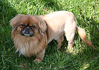 Pekingese