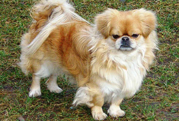 Pekingese