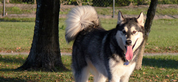 Plume dog tail