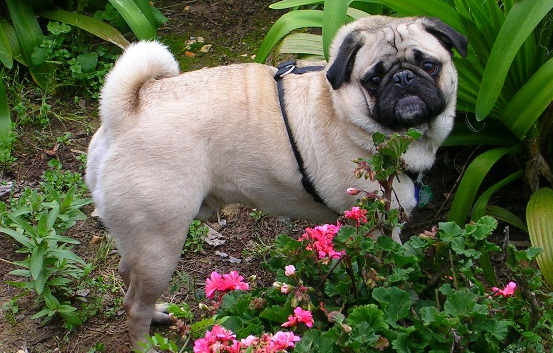 Pug