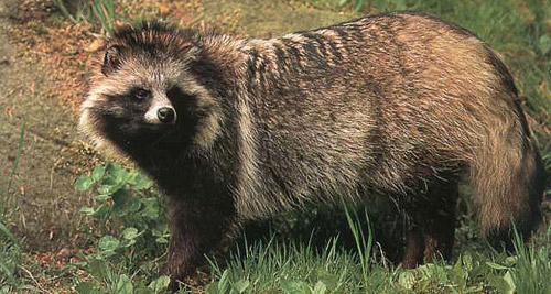 Raccoon Dog