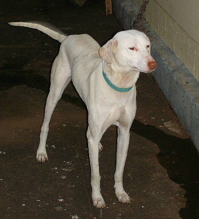 Rajapalayam Hound